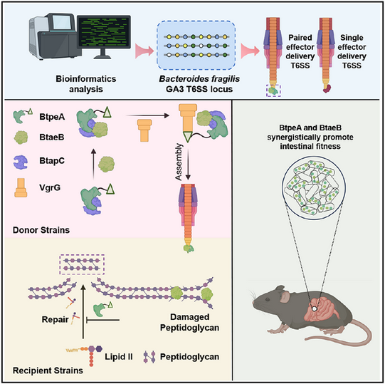 普健生物定制抗体助力揭示肠道共生菌T6SS协同分泌机制：BtapC驱动竞争