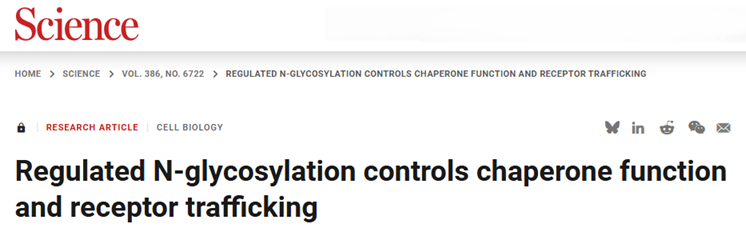 CRISPR筛选和糖蛋白质组学联合研究发现新型WNT通路的N-糖基化调控机制