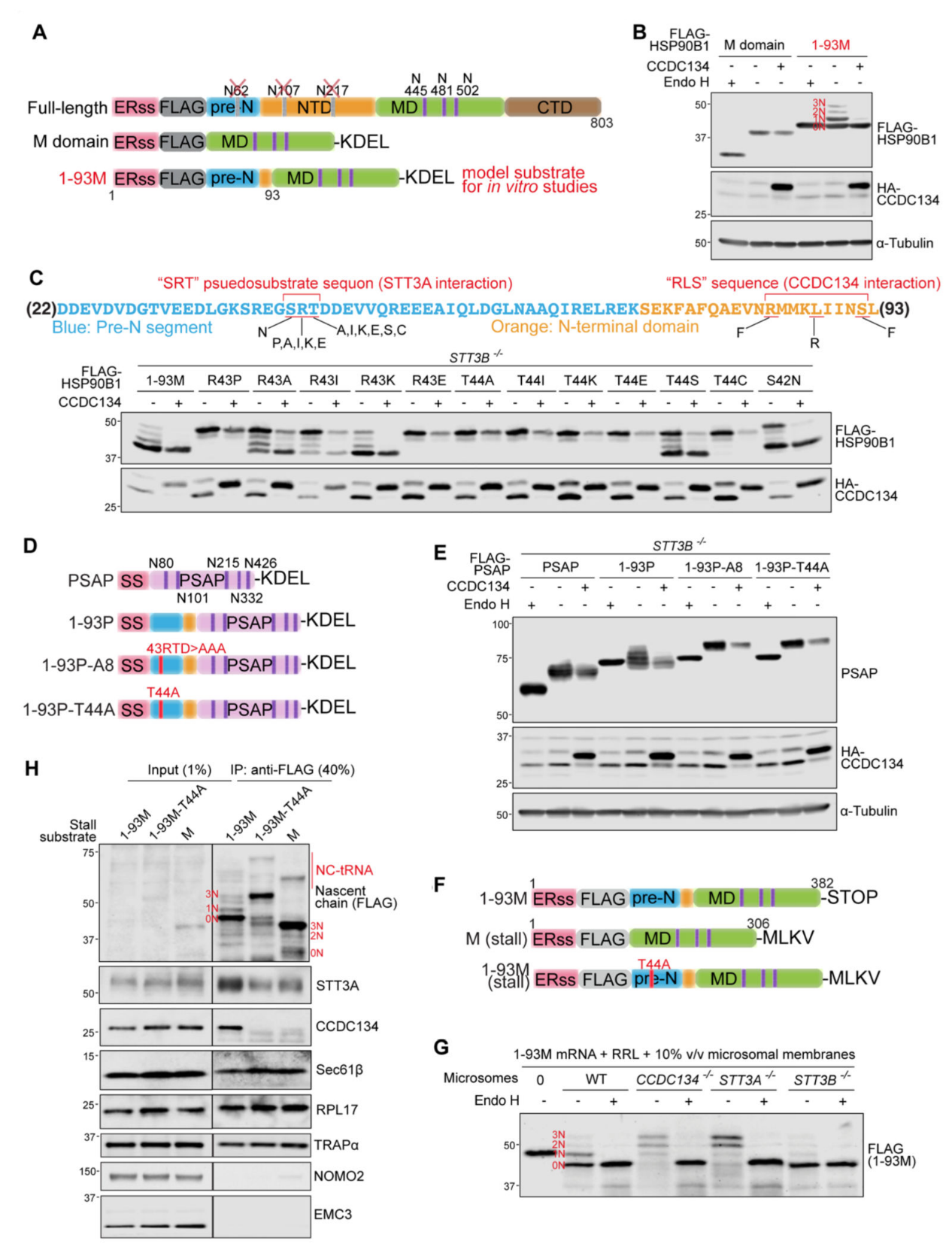 CRISPR筛选和糖蛋白质组学联合研究发现新型WNT通路的N-糖基化调控机制