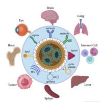 生物素靶向策略的mRNA/可电离脂质纳米颗粒(LNP)系统:实现体内CRISPR/Cas9递送与荧光示踪