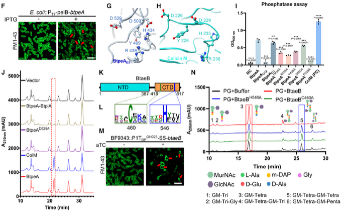 普健生物定制抗体助力揭示肠道共生菌T6SS协同分泌机制：BtapC驱动竞争