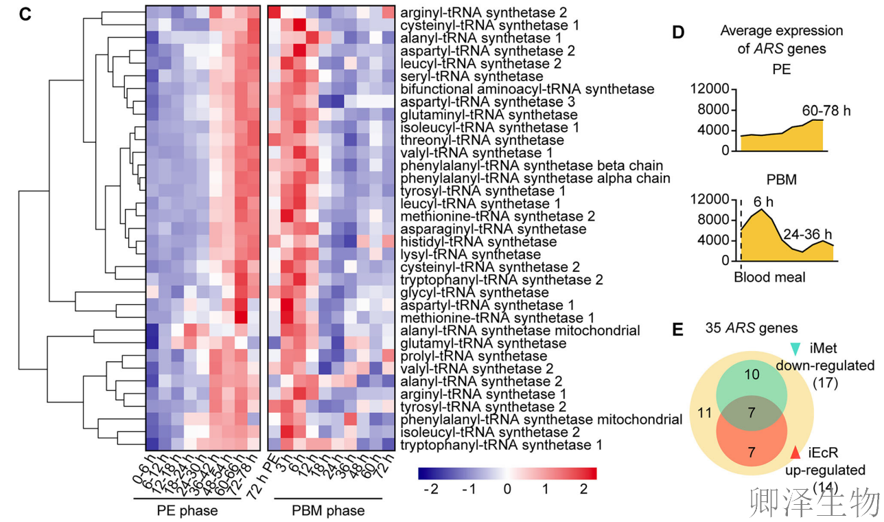 【蚊子繁殖的“翻译官”】 | ：赖氨酰-tRNA合成酶如何调控生育力？