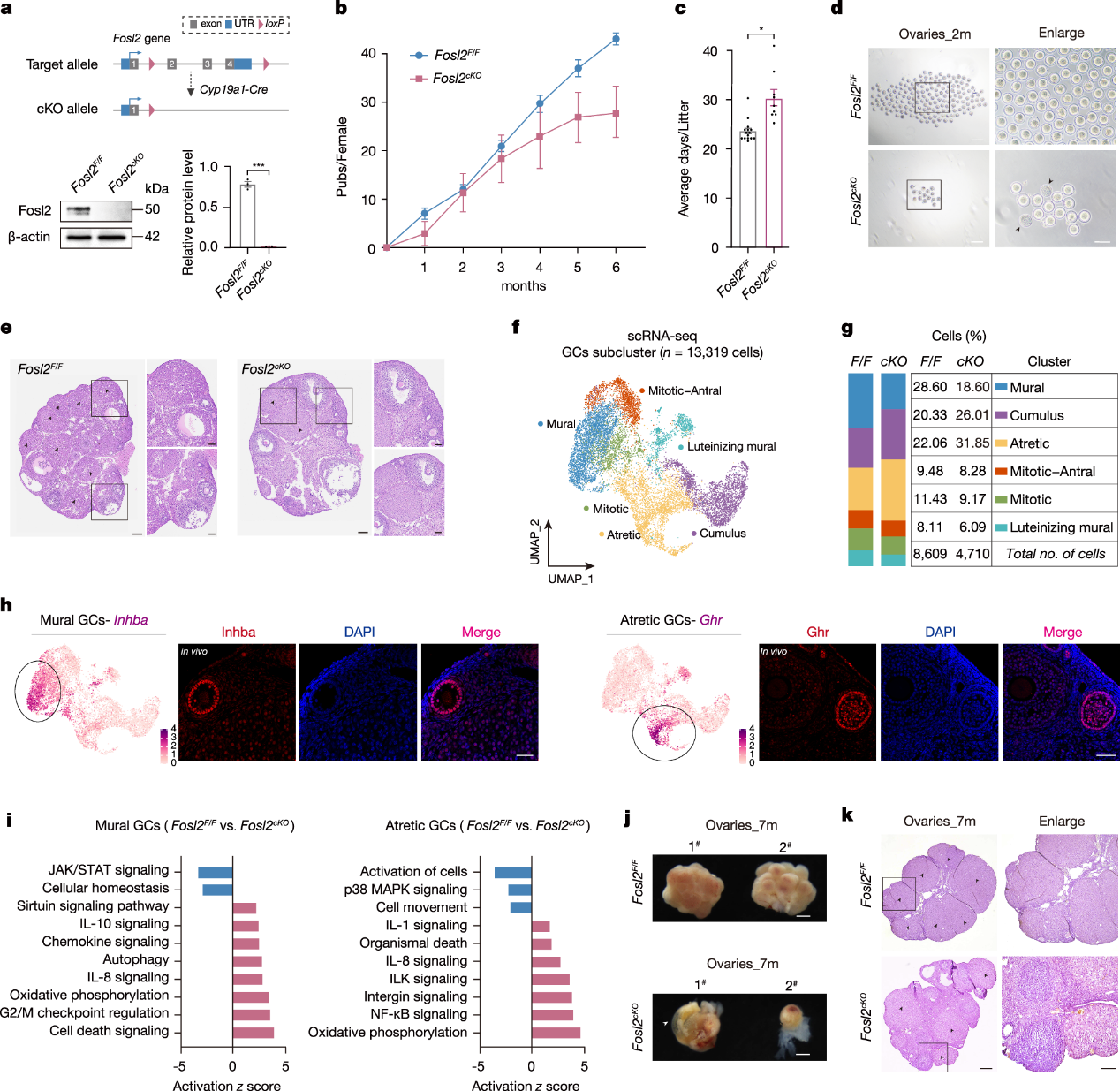 产品应用文章 | Fosl2通过促进染色质可及性调控卵泡成熟过程中的发育事件