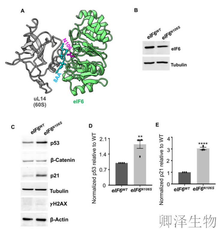 【核糖体调控蛋白】 | 癌细胞刹车失灵！eIF6如何引发癌症“连环车祸”？