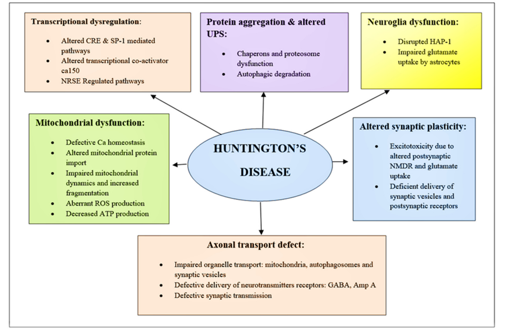 一文全解亨廷顿病（HD）研究进展：发病机制、关键靶点与抗体工具全解析