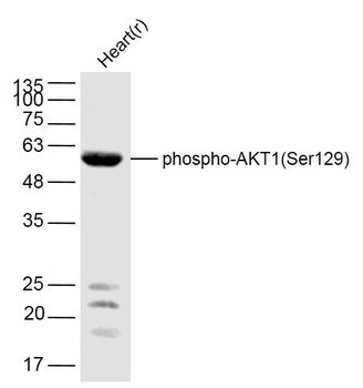 Phospho-AKT1 (Ser129) Rabbit P