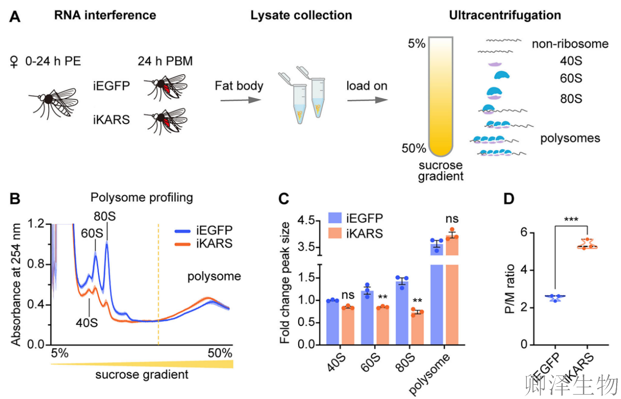 【蚊子繁殖的“翻译官”】 | ：赖氨酰-tRNA合成酶如何调控生育力？