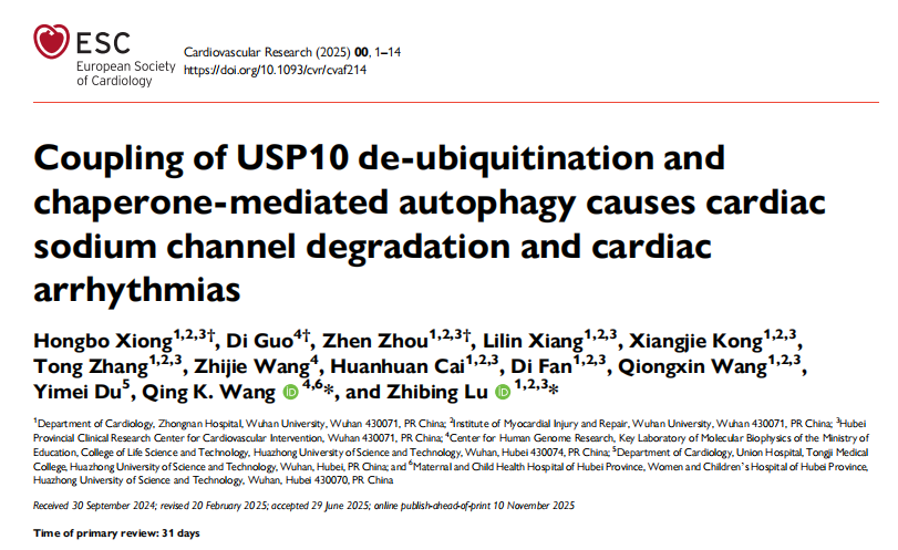 USP10去泛素化与分子伴侣介导的自噬偶联导致心脏钠通道降解并引发心律失常