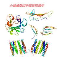 小鼠细胞因子现货热销中