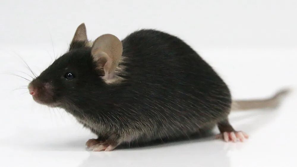 Apoe KO 小鼠：揭开动脉粥样硬化 “神秘面纱” 的实验模型