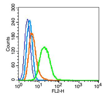 Phospho-ROCK1 (Thr455+Ser456) 
