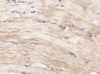SIRT2 Rabbit Polyclonal Antibo