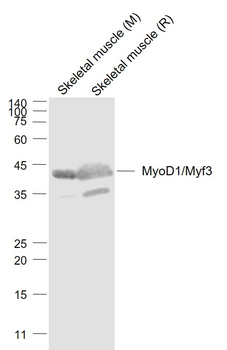 MyoD1/Myf3 Rabbit Polyclonal A