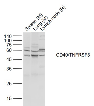 CD40/TNFRSF5 Rabbit Polyclonal