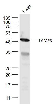 LAMP3 Rabbit Polyclonal Antibo