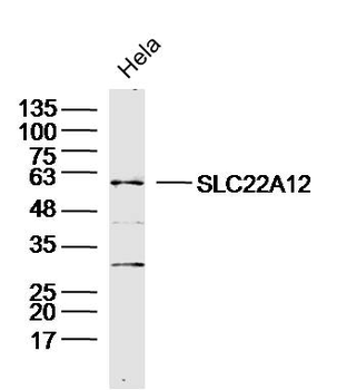 SLC22A12 Rabbit Polyclonal Ant