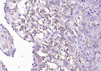 Legumain Rabbit Polyclonal Ant