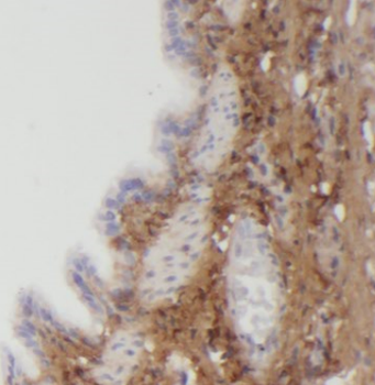 ANAPC15 Antibody抗体,orb394781,b