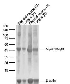 MyoD1/Myf3 Rabbit Polyclonal A