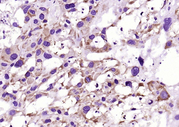 Cyclophilin B Recombinant Rabb