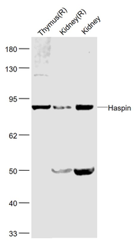 Haspin Rabbit Polyclonal Antib