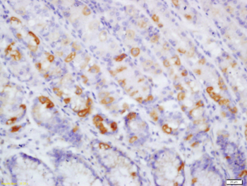 Phospho-RAF1 (Ser43) Rabbit Po