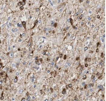 AHSA1 Antibody抗体,orb624569,bio