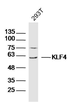 KLF4 Rabbit Polyclonal Antibod