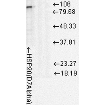HSP90 Antibody (HRP)抗体，orb1471