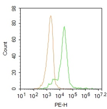 Legumain Rabbit Polyclonal Ant