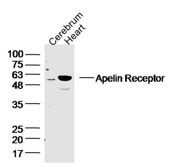 Apelin Receptor Rabbit Polyclo