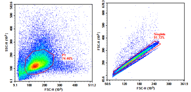 小鼠脾脏单细胞悬液制备