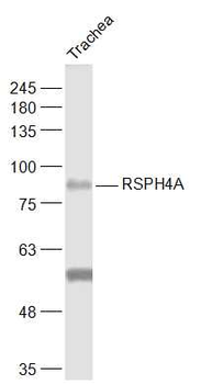 RSPH4A Rabbit Polyclonal Antib