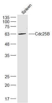 Cdc25B Rabbit Polyclonal Antib