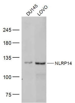 NLRP14 Rabbit Polyclonal Antib