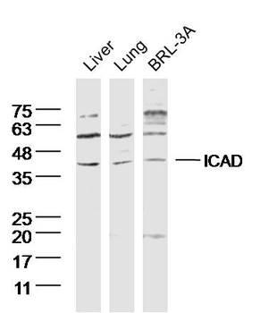 DFFA Rabbit Polyclonal Antibod