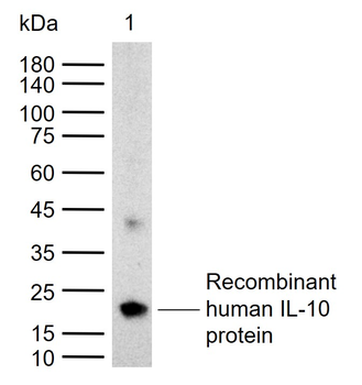 IL-10 Rabbit Polyclonal Antibo