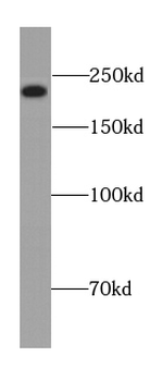 ECPAS Antibody抗体，orb395231，bio