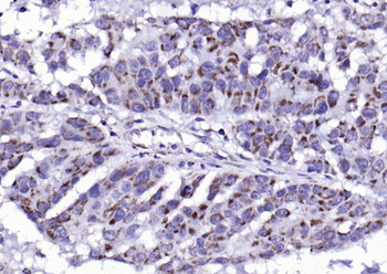 Phospho-Bad (Ser134) Rabbit Po