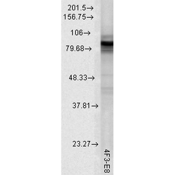 HSP90 Antibody (APC)抗体，orb1473