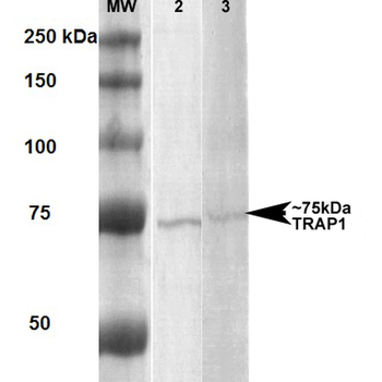 TRAP1 Antibody (HRP)抗体,orb1818