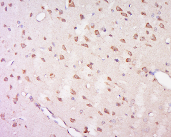 GPR92 Rabbit Polyclonal Antibo
