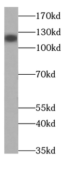 SLC12A5 Antibody抗体，orb395581，b