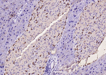 产品细节图片10