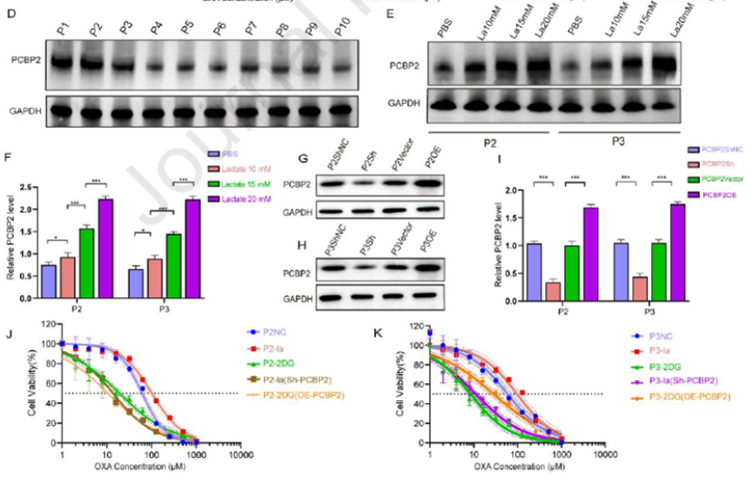 AtaGenix定制乳酰化抗体助力解析BASP1-AS1–PCBP2通路，揭示胃癌奥沙利铂耐药新机制