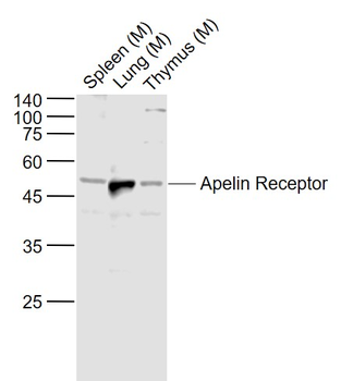 Apelin Receptor Rabbit Polyclo