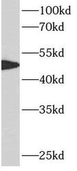 ATF4 Antibody抗体，orb624932，bior