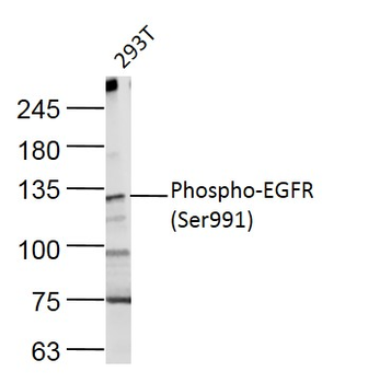 Phospho-EGFR (Ser991) Rabbit P