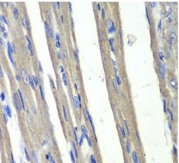 AKR1C3 Antibody抗体,orb624595,bi