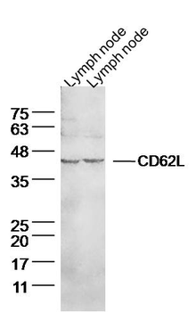 CD62L Rabbit Polyclonal Antibo